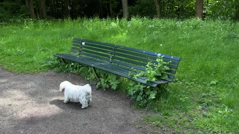 Cute Small White Dog and Short-Haired Golden Retriever in Amsterdam Forest Stock-Footage 343017673