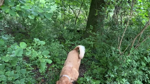 Cute Small White Dog and Short-Haired Golden Retriever in Amsterdam Forest 스톡 동영상 343017732