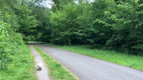 Cute Small White Dog and Short-Haired Golden Retriever in Amsterdam Forest Stock-Footage 343017789