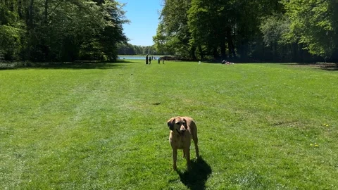 Cute Small White Dog and Short-Haired Golden Retriever in Amsterdam Forest 스톡 동영상 343017843