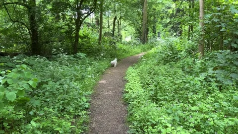 Cute Small White Dog and Short-Haired Golden Retriever in Amsterdam Forest Stock-Footage 343017869