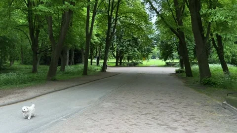 Cute Small White Dog and Short-Haired Golden Retriever in Amsterdam Forest Stock Footage 343017901