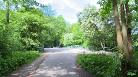 Cute Small White Dog and Short-Haired Golden Retriever in Amsterdam Forest Stock-Footage 343017964