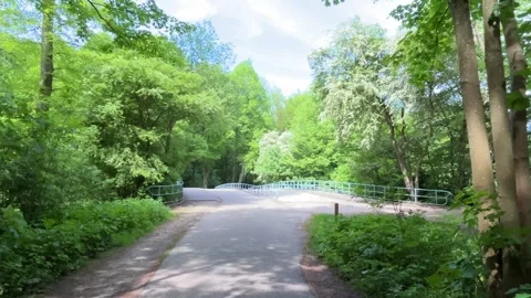 Cute Small White Dog and Short-Haired Golden Retriever in Amsterdam Forest Stock-Footage 343018010