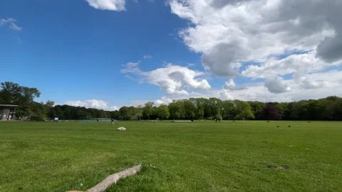 Cute Small White Dog and Short-Haired Golden Retriever in Amsterdam Forest Stock-Footage 343018046