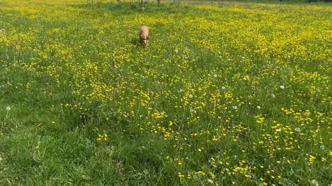 Cute Small White Dog and Short-Haired Golden Retriever in Amsterdam Forest Stock-Footage 343018074