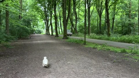 Cute Small White Dog and Short-Haired Golden Retriever in Amsterdam Forest Stock-Footage 343018100