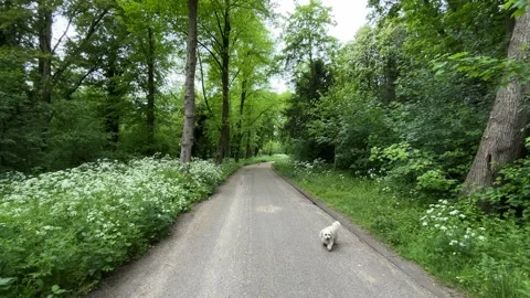 Cute Small White Dog and Short-Haired Golden Retriever in Amsterdam Forest 스톡 동영상 343018134