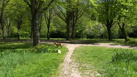 Cute Small White Dog and Short-Haired Golden Retriever in Amsterdam Forest 库存影片 343018164