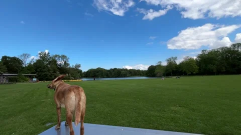 Cute Small White Dog and Short-Haired Golden Retriever in Amsterdam Forest Stock-Footage 343018207