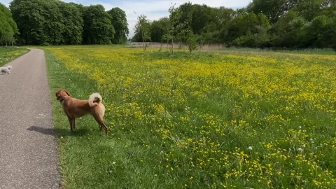 Cute Small White Dog and Short-Haired Golden Retriever in Amsterdam Forest Stock Footage 343018238
