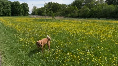 Cute Small White Dog and Short-Haired Golden Retriever in Amsterdam Forest Stock-Footage 343018304