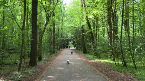 Cute Small White Dog and Short-Haired Golden Retriever in Amsterdam Forest Stock-Footage 343018330