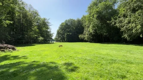 Cute Small White Dog and Short-Haired Golden Retriever in Amsterdam Forest Stock-Footage 343018356