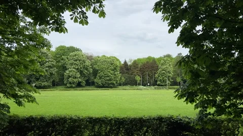Cute Small White Dog and Short-Haired Golden Retriever in Amsterdam Forest Stock-Footage 343018404