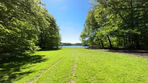 Cute Small White Dog and Short-Haired Golden Retriever in Amsterdam Forest Video stock 343018457