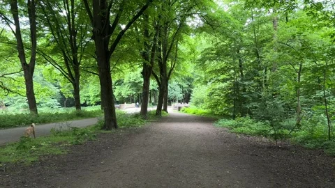 Cute Small White Dog and Short-Haired Golden Retriever in Amsterdam Forest Stock-Footage 343018828
