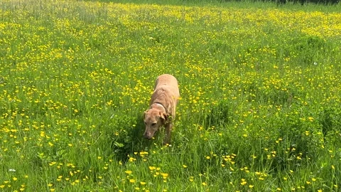 Cute Small White Dog and Short-Haired Golden Retriever in Amsterdam Forest Stock-Footage 343018873