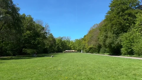 Cute Small White Dog and Short-Haired Golden Retriever in Amsterdam Forest Stock Footage 343018946