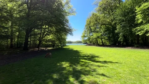 Cute Small White Dog and Short-Haired Golden Retriever in Amsterdam Forest Stock Footage 343018986