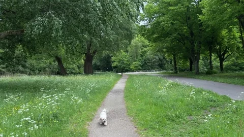 Cute Small White Dog and Short-Haired Golden Retriever in Amsterdam Forest 스톡 동영상 343019097