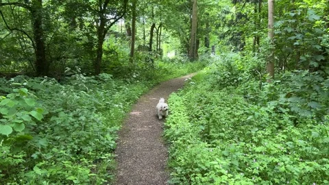 Cute Small White Dog and Short-Haired Golden Retriever in Amsterdam Forest Stock Footage 343019117