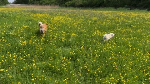 Cute Small White Dog and Short-Haired Golden Retriever in Amsterdam Forest Stock-Footage 343019193