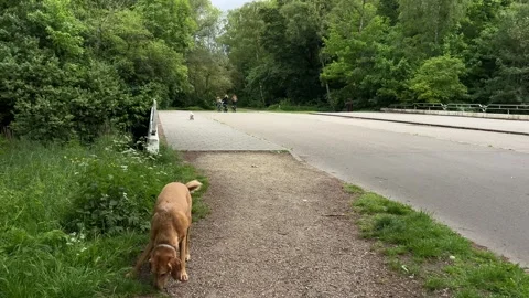 Cute Small White Dog and Short-Haired Golden Retriever in Amsterdam Forest Vidéo 343019220