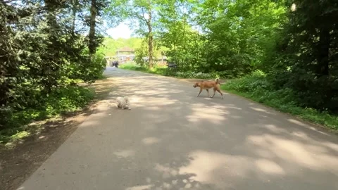 Cute Small White Dog and Short-Haired Golden Retriever in Amsterdam Forest Stock Footage 343019259