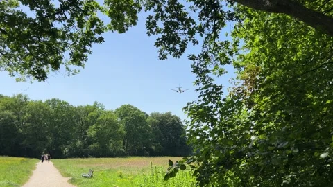Cute Small White Dog and Short-Haired Golden Retriever in Amsterdam Forest Stock Footage 343019293