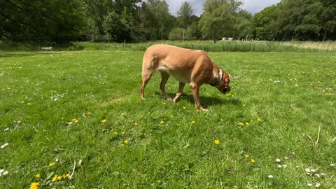 Cute Small White Dog and Short-Haired Golden Retriever in Amsterdam Forest 스톡 동영상 343019362
