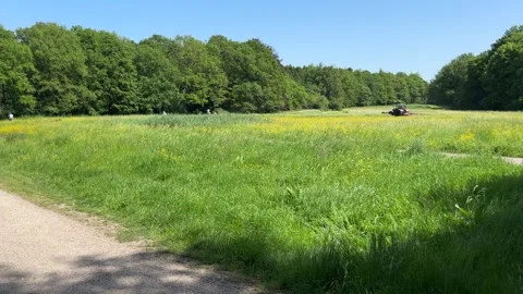 Cute Small White Dog and Short-Haired Golden Retriever in Amsterdam Forest Stock-Footage 343019396