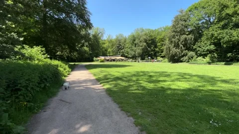 Cute Small White Dog and Short-Haired Golden Retriever in Amsterdam Forest Stock-Footage 343019426