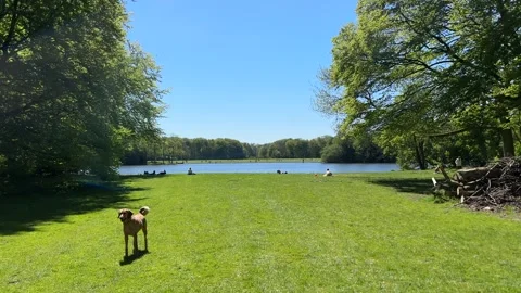 Cute Small White Dog and Short-Haired Golden Retriever in Amsterdam Forest Stock-Footage 343019451