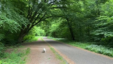 Cute Small White Dog and Short-Haired Golden Retriever in Amsterdam Forest Video stock 343019481