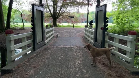 Cute Small White Dog and Short-Haired Golden Retriever in Amsterdam Forest 库存影片 343019547