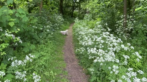 Cute Small White Dog and Short-Haired Golden Retriever in Amsterdam Forest Stock-Footage 343019573