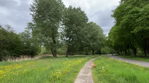 Cute Small White Dog and Short-Haired Golden Retriever in Amsterdam Forest Stock-Footage 343019641