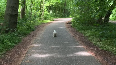 Cute Small White Dog and Short-Haired Golden Retriever in Amsterdam Forest Stock-Footage 343019668