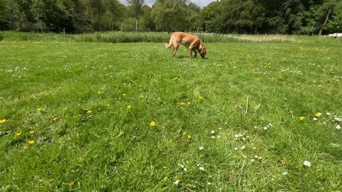 Cute Small White Dog and Short-Haired Golden Retriever in Amsterdam Forest Stock-Footage 343019701