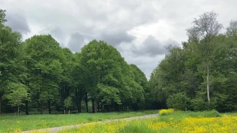 Cute Small White Dog and Short-Haired Golden Retriever in Amsterdam Forest Video stock 343019732