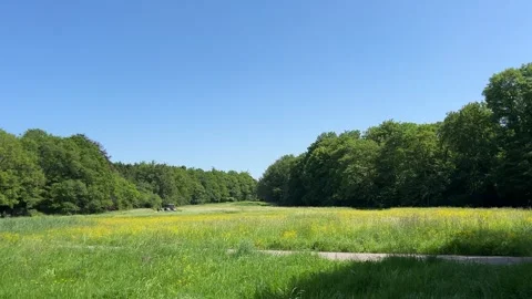 Cute Small White Dog and Short-Haired Golden Retriever in Amsterdam Forest Stock-Footage 343019770
