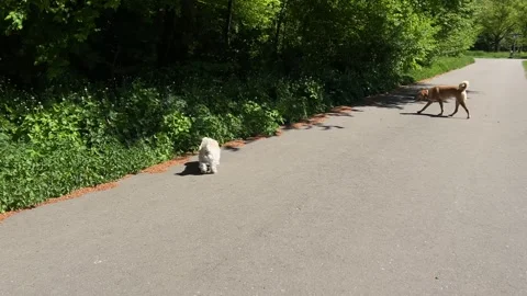 Cute Small White Dog and Short-Haired Golden Retriever in Amsterdam Forest Stock-Footage 343019803