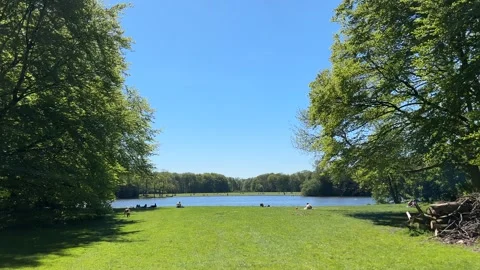 Cute Small White Dog and Short-Haired Golden Retriever in Amsterdam Forest 库存影片 343019843