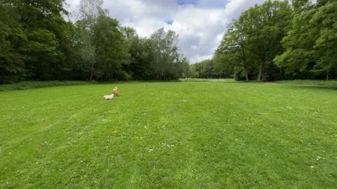 Cute Small White Dog and Short-Haired Golden Retriever in Amsterdam Forest 스톡 동영상 343019871
