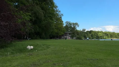 Cute Small White Dog and Short-Haired Golden Retriever in Amsterdam Forest Stock-Footage 343019977