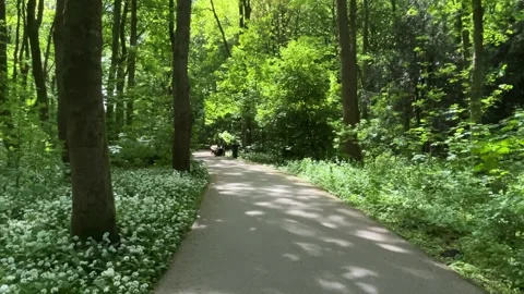Cute Small White Dog and Short-Haired Golden Retriever in Amsterdam Forest 스톡 동영상 343020053
