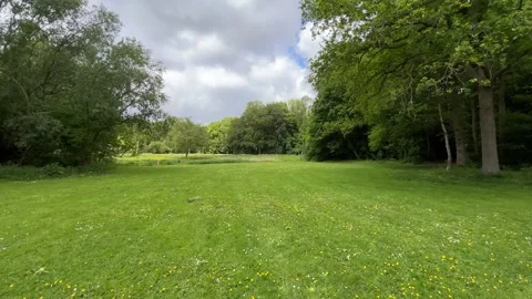Cute Small White Dog and Short-Haired Golden Retriever in Amsterdam Forest Vidéo 343020114
