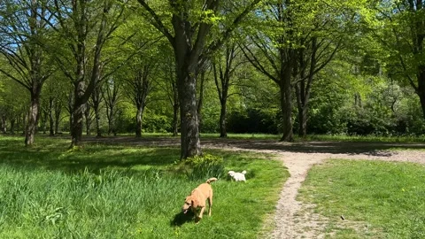 Cute Small White Dog and Short-Haired Golden Retriever in Amsterdam Forest Stock-Footage 343020195
