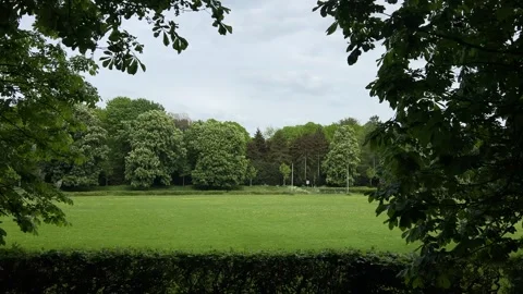 Cute Small White Dog and Short-Haired Golden Retriever in Amsterdam Forest Stock-Footage 343020225